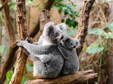 Защитники животных считают, что коалы в Австралии под угрозой исчезновения