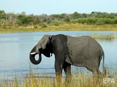В Ботсване по неизвестным причинам массово умирают слоны. С мая погибли более 350 животных
