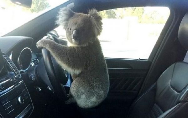 В Австралии из-за коалы произошло массовое ДТП