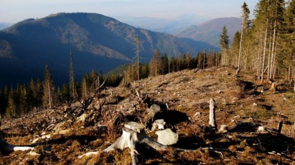 Зеленский приказал высадить в Украине миллиард деревьев за три года