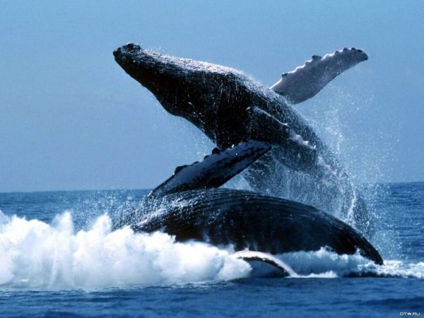 Американец угодил в пасть горбатого кита, но выжил