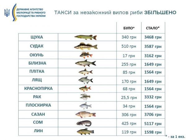 Поймал рака - плати 3 тысячи: все о новых штрафах за незаконную рыбалку - Новости на KP.UA