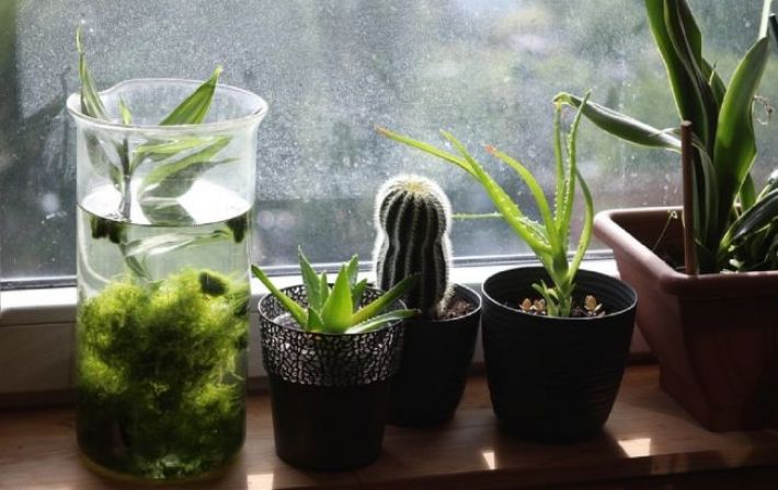 Срочно заведите эти комнатные растения. Они самые полезные для здоровья