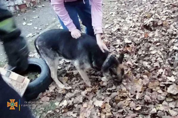 В Днепре спасатели достали пса из канализационного колодца (Фото)