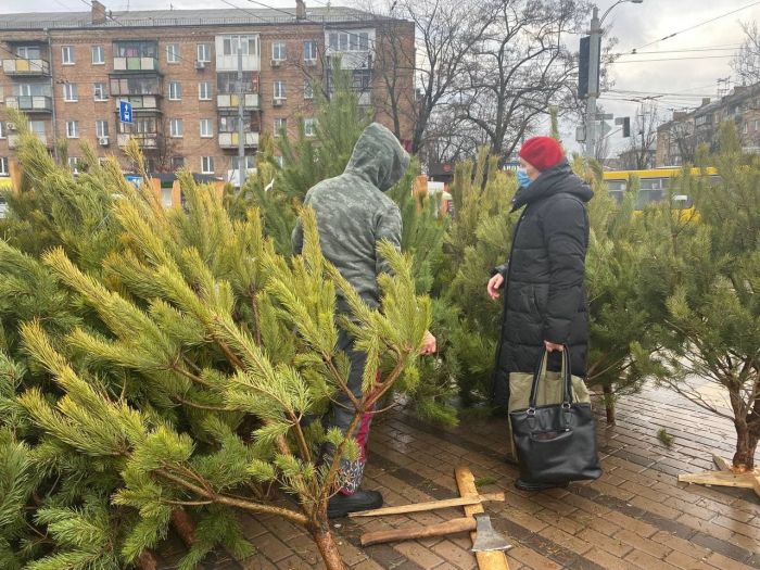 В Киеве началась продажа новогодних елок