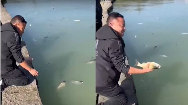 «Пьяное» озеро: в Китае тысячи рыб напились вина и всплыли на поверхность