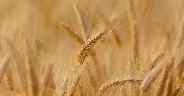 В Украине собрали рекордный урожай зерновых за годы независимости - Новости экономики