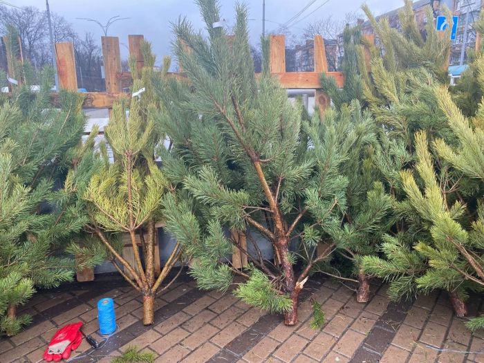 В Киеве началась продажа новогодних елок