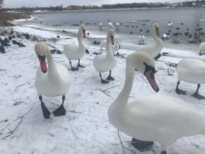 В парке "Наталка" поселилась стая ручных белых лебедей.