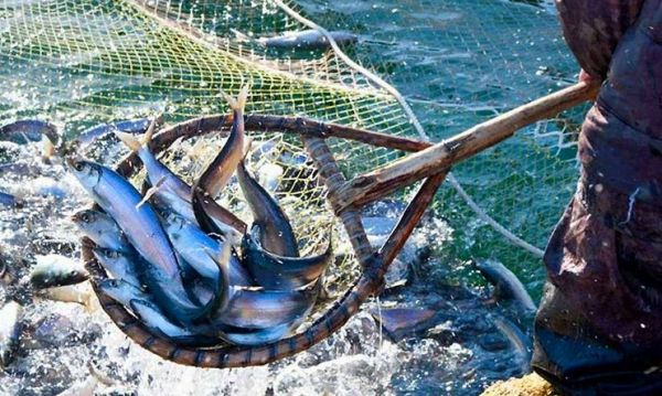 Возродить рыбный промысел планируют в Геническе