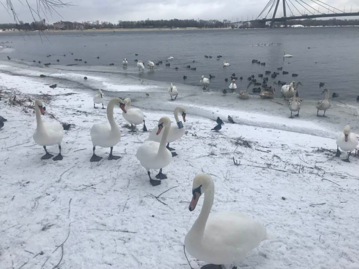 В парке "Наталка" поселилась стая ручных белых лебедей.