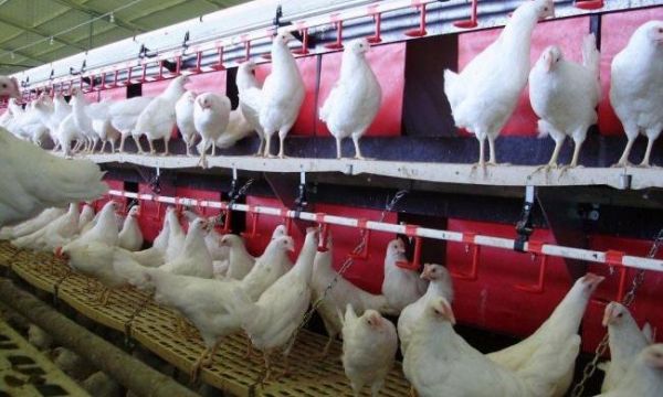 Завтра в Чернобаевке произведут массовый забой птицы: яйца и мясо передадут на нужды населения