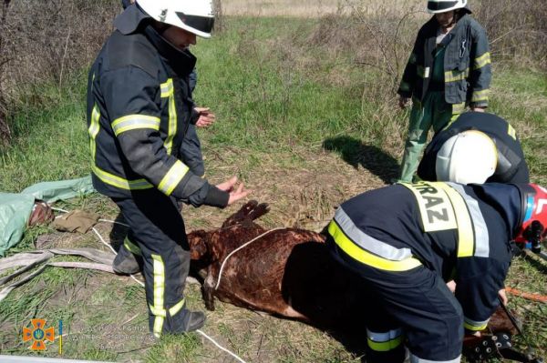 На Днепропетровщине спасли теленка, упавшего в колодец