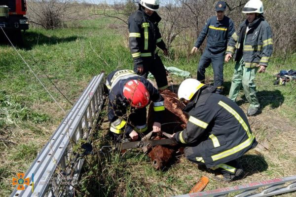 На Днепропетровщине спасли теленка, упавшего в колодец