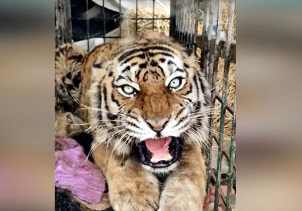 В Киевский зоопарк приехал эвакуированный тигр из Харькова - фото: facebook.com/zoo.kyiv.ua/