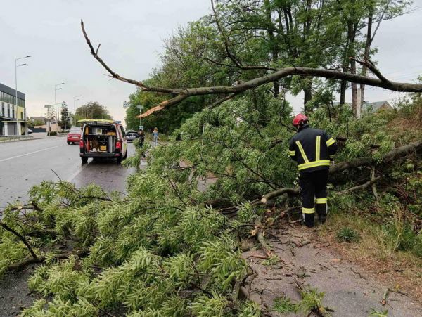 На Вінниччині вітер повалив дерева на дороги                      
