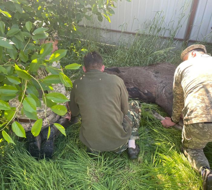 В Буче спасли раненного лося, забежавшего во двор частного дома.