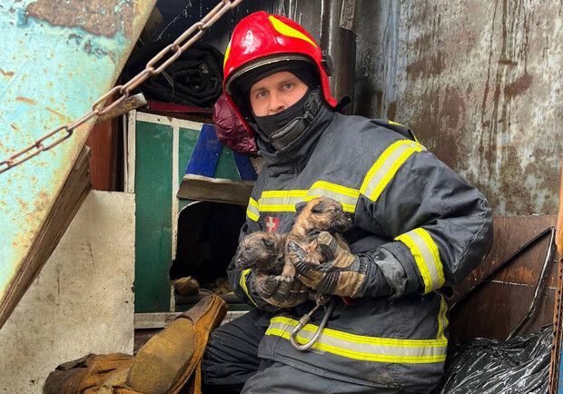 В Киеве пожарные спасли от огня семерых щенков 