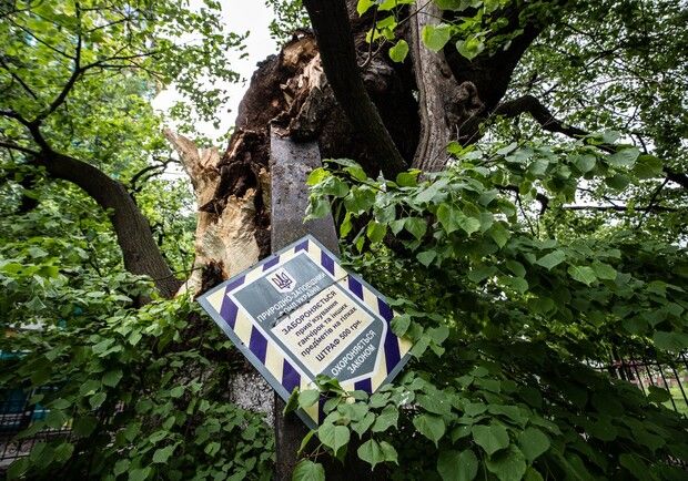 Эксперты рассказали, как будут восстанавливать разрушенную ветром 400-летнюю липу в Киеве. 