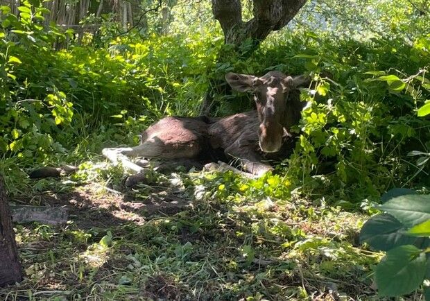 В Буче спасли раненого лося, забежавшего во двор частного дома. 