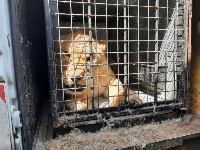 Двух львов, которые временно находились в зоопарке Киева, отвезли в Польшу