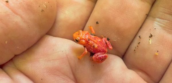 
Ученые узнали, почему крошечные жабы неуклюжие прыгуны: исследование и трагикомичное видео 