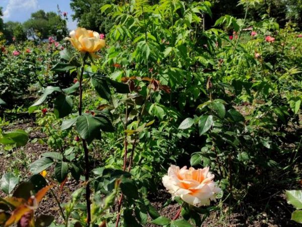В днепровском парке Глобы расцвели более тысячи роз (Фото)