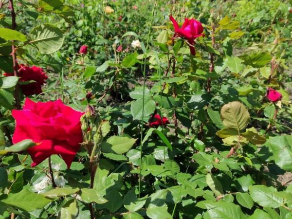 В днепровском парке Глобы расцвели более тысячи роз (Фото)