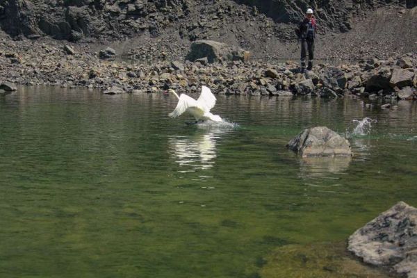 Спасение пернатых: в Кривом Роге едва не погибла стая лебедей