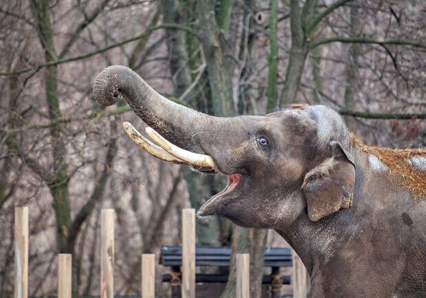 Киевский зоопарк передаст корма зверинцам, которые пострадали от войны. 