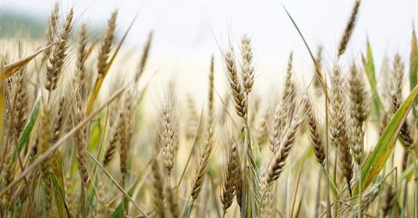 Зеленский: Украинский урожай в этом году под угрозой быть вдвое меньше - Новости экономики