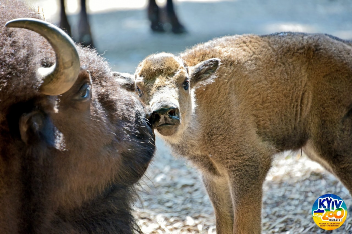 В Киевском зоопарке в семье бизонов очаровательное пополнение.