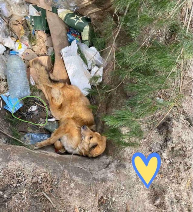 Под Киевом нашли избитую и заминированную собачку.