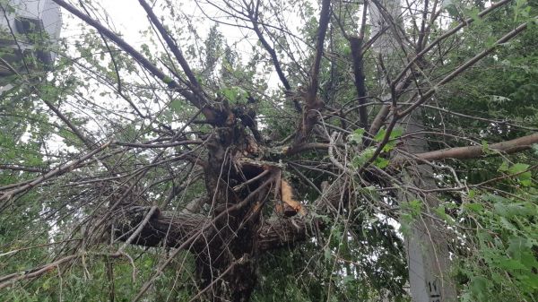 
Над гауляйтером з окупованого Бердянська вибухнуло дерево, він знищений: фото 