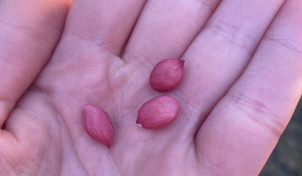 Вінничани в селі на городі вирощують арахіс                     
