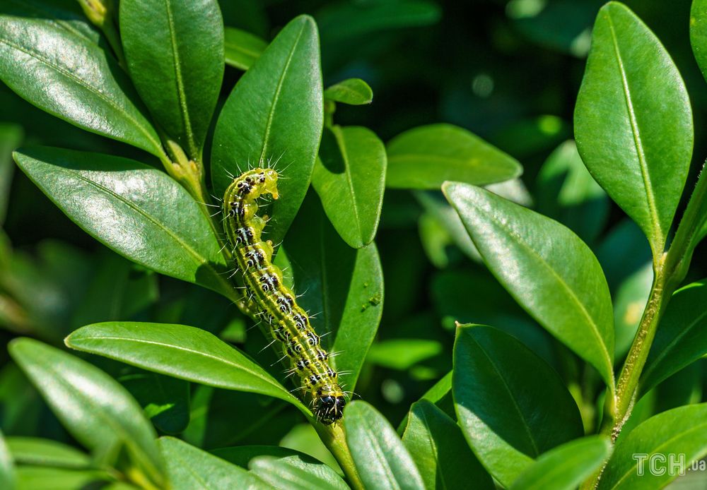 Пять насекомых, уничтожающих сад: как избавиться от вредителей без химии 3
