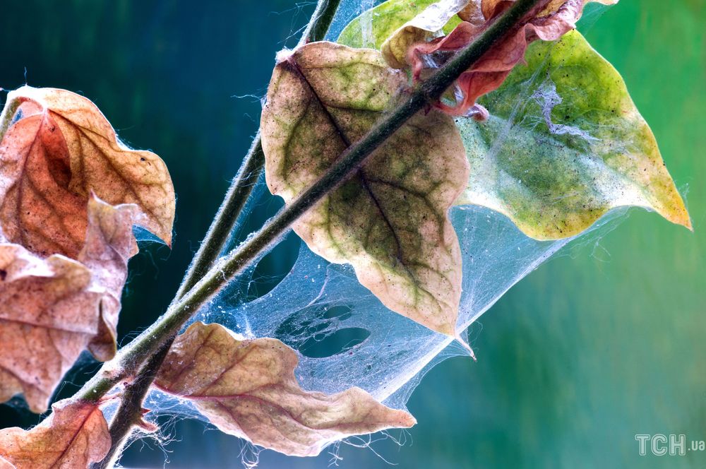 Пять насекомых, уничтожающих сад: как избавиться от вредителей без химии 1