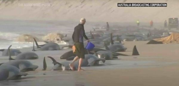 
230 чорних дельфінів викинулися на берег в Австралії. Їх намагаються врятувати 