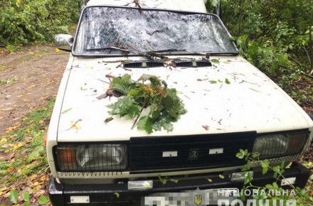 На Вінниччині дерево впало на автомобіль і вбило водія                    
