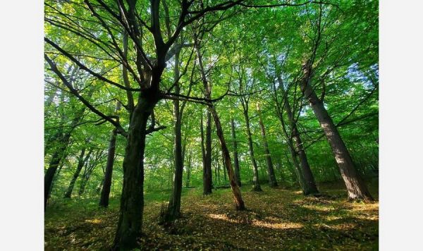 Дев’ятеро вінничан намагалися отримати дозволи на будівництво будинків в лісовому масиві біля Львова                    
