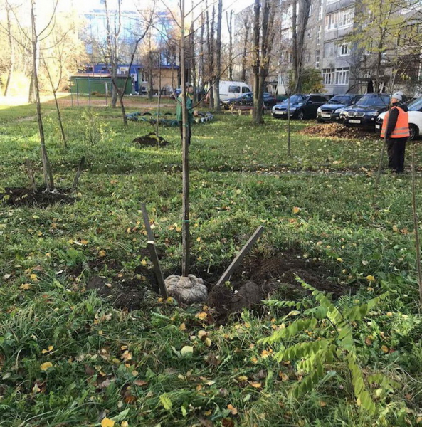 У Вінниці на прибудинкових територіях висадять 1000 дерев                    

