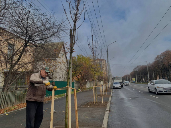 У Вінниці по вулиці Пирогова висадили більше півсотні кленів                     
