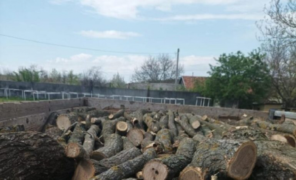 От 5 до 7 лет: в Болградском районе черный лесоруб уничтожил деревьев на почти 100 тысяч