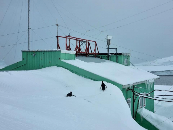 
На українській станції в Антарктиді намело стільки снігу, що пінгвіни ходять дахом: фото 