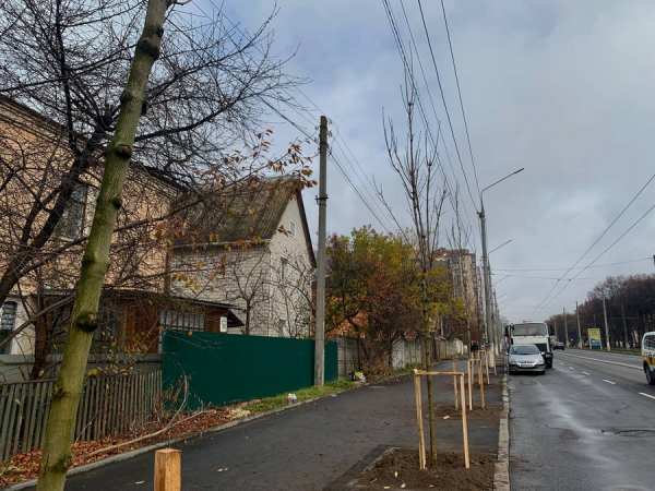 У Вінниці по вулиці Пирогова висадили більше півсотні кленів                     

