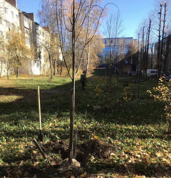 У Вінниці на прибудинкових територіях висадять 1000 дерев                    
