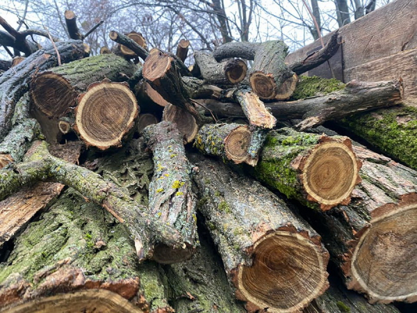 На Вінниччині працівники поліції викрили чоловіка, який здійснював незаконну порубку дерев у лісосмузі                     
