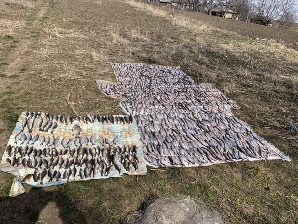 На Вінниччині рибалка сітками наловив йоржів, лящів, судаків, плітки майже на 2 мільйони гривень                     
