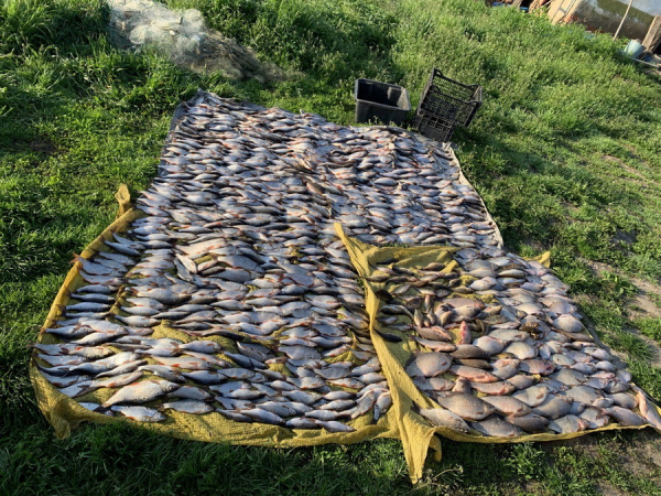 На Вінниччині двоє рибалок наловили риби більше ніж на 1 мільйон гривень                    

