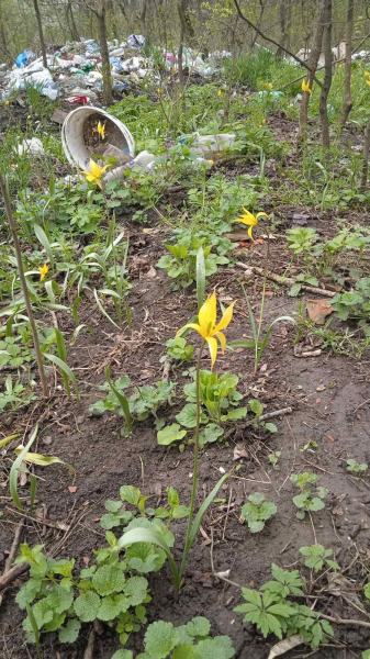 На Вінниччині рідкісні дикі тюльпани закидали сміттям                    
